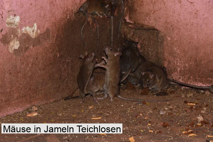 Mäuse in Jameln Teichlosen